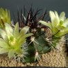 Echinocereus_dawisii